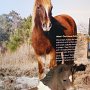 Pony Display